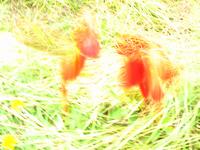 138_3837.JPG(1064632 bytes) -- Canon-Canon PowerShot G3,  2004:06:04 09:08:30,  [2272 x 1704],  fl=N,  f= 7.2mm  (35mm equivalent: 36mm),  exptime=0.250 s  (1/4),  f/8.0