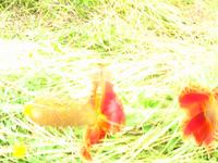 138_3838.JPG(1018962 bytes) -- Canon-Canon PowerShot G3,  2004:06:04 09:08:33,  [2272 x 1704],  fl=N,  f= 7.2mm  (35mm equivalent: 36mm),  exptime=0.250 s  (1/4),  f/8.0