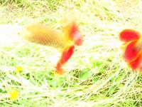 138_3839.JPG(1175112 bytes) -- Canon-Canon PowerShot G3,  2004:06:04 09:08:36,  [2272 x 1704],  fl=N,  f= 7.2mm  (35mm equivalent: 36mm),  exptime=0.250 s  (1/4),  f/8.0