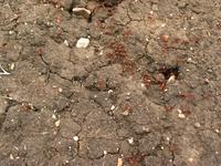 138_3840.JPG(1644404 bytes) -- Canon-Canon PowerShot G3,  2004:06:04 09:12:04,  [2272 x 1704],  fl=N,  f= 7.2mm  (35mm equivalent: 36mm),  exptime=0.020 s  (1/50),  f/4.0