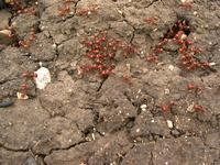 138_3841.JPG(1691003 bytes) -- Canon-Canon PowerShot G3,  2004:06:04 09:12:13,  [2272 x 1704],  fl=N,  f= 7.2mm  (35mm equivalent: 36mm),  exptime=0.020 s  (1/50),  f/4.0