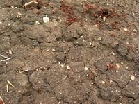 138_3842.JPG(1520750 bytes) -- Canon-Canon PowerShot G3,  2004:06:04 09:12:20,  [2272 x 1704],  fl=N,  f= 7.2mm  (35mm equivalent: 36mm),  exptime=0.017 s  (1/60),  f/4.0