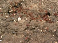 138_3843.JPG(1148041 bytes) -- Canon-Canon PowerShot G3,  2004:06:04 09:12:26,  [2272 x 1704],  fl=N,  f= 7.2mm  (35mm equivalent: 36mm),  exptime=0.017 s  (1/60),  f/4.0