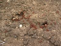 138_3844.JPG(1689934 bytes) -- Canon-Canon PowerShot G3,  2004:06:04 09:12:32,  [2272 x 1704],  fl=N,  f= 7.2mm  (35mm equivalent: 36mm),  exptime=0.017 s  (1/60),  f/4.0