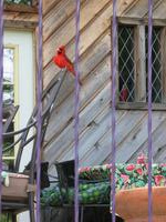 140_4019.JPG(608962 bytes) -- Canon-Canon PowerShot G3,  2004:06:06 11:02:11,  [1600 x 1200],  fl=N,  f=28.8mm  (35mm equivalent: 146mm),  exptime=0.013 s  (1/80),  f/4.0