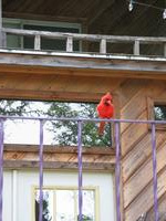 140_4020.JPG(529603 bytes) -- Canon-Canon PowerShot G3,  2004:06:06 11:02:15,  [1600 x 1200],  fl=N,  f=28.8mm  (35mm equivalent: 146mm),  exptime=0.020 s  (1/50),  f/4.0