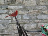 140_4021.JPG(687426 bytes) -- Canon-Canon PowerShot G3,  2004:06:06 11:02:29,  [1600 x 1200],  fl=N,  f=28.8mm  (35mm equivalent: 146mm),  exptime=0.0050 s  (1/200),  f/4.0