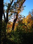 148_4807_r1.jpg(1814363 bytes) -- Canon-Canon PowerShot G3,  2004:10:09 17:00:32,  [1704 x 2272],  fl=N,  f= 7.2mm  (35mm equivalent: 36mm),  exptime=0.0040 s  (1/250),  f/4.0
