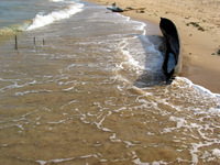 151_5141.JPG(1832049 bytes) -- Canon-Canon PowerShot G3,  2004:12:16 09:14:14,  [2272 x 1704],  fl=N,  f= 8.0mm  (35mm equivalent: 40mm),  exptime=0.0008 s  (1/1250),  f/4.0