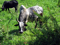 151_5148.JPG(3152774 bytes) -- Canon-Canon PowerShot G3,  2004:12:17 06:52:24,  [2272 x 1704],  fl=N,  f=25.1mm  (35mm equivalent: 127mm),  exptime=0.0020 s  (1/500),  f/4.0