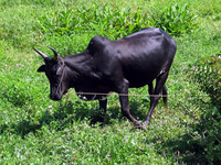 151_5149.JPG(3501607 bytes) -- Canon-Canon PowerShot G3,  2004:12:17 06:52:29,  [2272 x 1704],  fl=N,  f=25.1mm  (35mm equivalent: 127mm),  exptime=0.0020 s  (1/500),  f/4.0