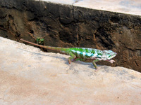 151_5150.JPG(2160620 bytes) -- Canon-Canon PowerShot G3,  2004:12:17 07:33:36,  [2272 x 1704],  fl=N,  f=15.8mm  (35mm equivalent: 80mm),  exptime=0.0031 s  (1/320),  f/4.0