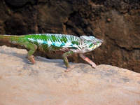 151_5151.JPG(2070907 bytes) -- Canon-Canon PowerShot G3,  2004:12:17 07:33:48,  [2272 x 1704],  fl=N,  f=28.8mm  (35mm equivalent: 146mm),  exptime=0.0025 s  (1/400),  f/4.0