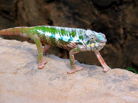 151_5152.JPG(2065516 bytes) -- Canon-Canon PowerShot G3,  2004:12:17 07:34:24,  [2272 x 1704],  fl=N,  f=28.8mm  (35mm equivalent: 146mm),  exptime=0.0040 s  (1/250),  f/4.0