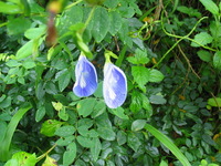 152_5219.JPG(1179650 bytes) -- Canon-Canon PowerShot G3,  2004:12:18 23:57:01,  [2272 x 1704],  fl=N,  f= 7.2mm  (35mm equivalent: 36mm),  exptime=0.020 s  (1/50),  f/2.5