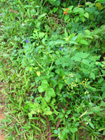 152_5223.JPG(2556239 bytes) -- Canon-Canon PowerShot G3,  2004:12:19 00:04:24,  [2272 x 1704],  fl=N,  f= 7.2mm  (35mm equivalent: 36mm),  exptime=0.017 s  (1/60),  f/4.0