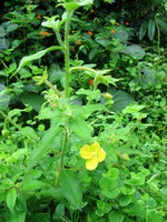 152_5224.JPG(2140101 bytes) -- Canon-Canon PowerShot G3,  2004:12:19 00:19:44,  [2272 x 1704],  fl=N,  f= 7.2mm  (35mm equivalent: 36mm),  exptime=0.013 s  (1/80),  f/4.0