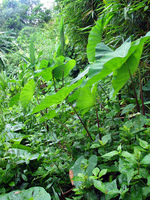 152_5225.JPG(2727342 bytes) -- Canon-Canon PowerShot G3,  2004:12:19 00:20:12,  [2272 x 1704],  fl=N,  f= 7.2mm  (35mm equivalent: 36mm),  exptime=0.020 s  (1/50),  f/3.5