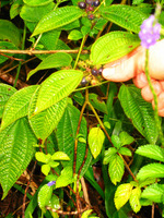 152_5227.JPG(2574471 bytes) -- Canon-Canon PowerShot G3,  2004:12:19 00:22:42,  [2272 x 1704],  fl=Y,  f=20.7mm  (35mm equivalent: 105mm),  exptime=0.017 s  (1/60),  f/3.5