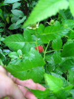 152_5228.JPG(1538989 bytes) -- Canon-Canon PowerShot G3,  2004:12:19 00:26:26,  [2272 x 1704],  fl=N,  f= 7.2mm  (35mm equivalent: 36mm),  exptime=0.017 s  (1/60),  f/2.0