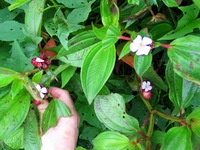 152_5230.JPG(1985696 bytes) -- Canon-Canon PowerShot G3,  2004:12:19 00:28:15,  [2272 x 1704],  fl=N,  f= 7.2mm  (35mm equivalent: 36mm),  exptime=0.020 s  (1/50),  f/2.8