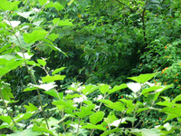 152_5231.JPG(2366580 bytes) -- Canon-Canon PowerShot G3,  2004:12:19 00:28:42,  [2272 x 1704],  fl=N,  f=25.1mm  (35mm equivalent: 127mm),  exptime=0.017 s  (1/60),  f/4.0