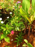 152_5256.JPG(1340249 bytes) -- Canon-Canon PowerShot G3,  2004:12:19 01:46:02,  [2272 x 1704],  fl=N,  f=10.2mm  (35mm equivalent: 52mm),  exptime=0.0031 s  (1/320),  f/4.0