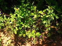 152_5258.JPG(1673245 bytes) -- Canon-Canon PowerShot G3,  2004:12:19 02:26:31,  [2272 x 1704],  fl=N,  f= 7.2mm  (35mm equivalent: 36mm),  exptime=0.0031 s  (1/320),  f/4.0