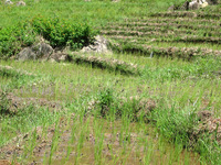 152_5285.JPG(3488632 bytes) -- Canon-Canon PowerShot G3,  2004:12:19 05:55:47,  [2272 x 1704],  fl=N,  f=25.1mm  (35mm equivalent: 127mm),  exptime=0.0025 s  (1/400),  f/5.6