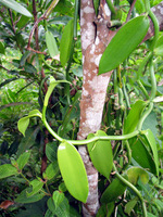 152_5293.JPG(2023322 bytes) -- Canon-Canon PowerShot G3,  2004:12:19 07:10:03,  [2272 x 1704],  fl=Y,  f= 7.2mm  (35mm equivalent: 36mm),  exptime=0.017 s  (1/60),  f/2.0