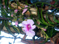 153_5385.JPG(1535604 bytes) -- Canon-Canon PowerShot G3,  2004:12:20 23:33:35,  [2272 x 1704],  fl=Y,  f=28.8mm  (35mm equivalent: 146mm),  exptime=0.017 s  (1/60),  f/3.0