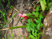 153_5387.JPG(1089972 bytes) -- Canon-Canon PowerShot G3,  2004:12:20 23:34:11,  [2272 x 1704],  fl=N,  f=17.6mm  (35mm equivalent: 89mm),  exptime=0.050 s  (1/20),  f/2.5