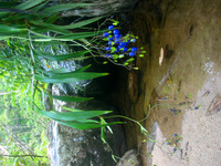 153_5388.JPG(2052009 bytes) -- Canon-Canon PowerShot G3,  2004:12:20 23:35:04,  [2272 x 1704],  fl=N,  f= 7.2mm  (35mm equivalent: 36mm),  exptime=0.077 s  (1/13),  f/2.0