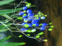 153_5389.JPG(775714 bytes) -- Canon-Canon PowerShot G3,  2004:12:20 23:35:22,  [2272 x 1704],  fl=N,  f=23.0mm  (35mm equivalent: 116mm),  exptime=0.167 s  (1/6),  f/2.8