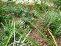 153_5390.JPG(1664182 bytes) -- Canon-Canon PowerShot G3,  2004:12:21 02:36:59,  [2272 x 1704],  fl=N,  f= 7.2mm  (35mm equivalent: 36mm),  exptime=0.0040 s  (1/250),  f/4.0