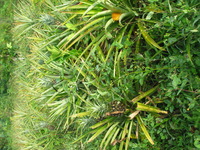 154_5406.JPG(1595184 bytes) -- Canon-Canon PowerShot G3,  2004:12:21 23:23:57,  [2272 x 1704],  fl=N,  f= 7.2mm  (35mm equivalent: 36mm),  exptime=0.0080 s  (1/125),  f/4.0