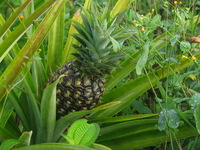 154_5407.JPG(1105555 bytes) -- Canon-Canon PowerShot G3,  2004:12:21 23:24:26,  [2272 x 1704],  fl=N,  f=28.8mm  (35mm equivalent: 146mm),  exptime=0.0080 s  (1/125),  f/4.0