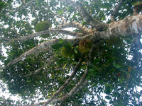 154_5408.JPG(2655669 bytes) -- Canon-Canon PowerShot G3,  2004:12:21 23:25:51,  [2272 x 1704],  fl=N,  f= 7.2mm  (35mm equivalent: 36mm),  exptime=0.0100 s  (1/100),  f/4.0