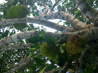 154_5409.JPG(2029893 bytes) -- Canon-Canon PowerShot G3,  2004:12:21 23:26:03,  [2272 x 1704],  fl=N,  f=15.8mm  (35mm equivalent: 80mm),  exptime=0.0080 s  (1/125),  f/4.0