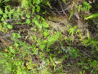 154_5421.JPG(2156094 bytes) -- Canon-Canon PowerShot G3,  2004:12:22 01:42:49,  [2272 x 1704],  fl=N,  f= 7.2mm  (35mm equivalent: 36mm),  exptime=0.0031 s  (1/320),  f/4.0