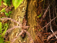 154_5422.JPG(1506021 bytes) -- Canon-Canon PowerShot G3,  2004:12:22 01:43:09,  [2272 x 1704],  fl=N,  f=28.8mm  (35mm equivalent: 146mm),  exptime=0.0020 s  (1/500),  f/4.0