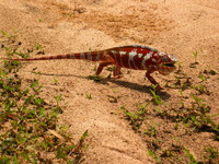 154_5425.JPG(1772338 bytes) -- Canon-Canon PowerShot G3,  2004:12:22 03:17:22,  [2272 x 1704],  fl=N,  f=28.8mm  (35mm equivalent: 146mm),  exptime=0.0008 s  (1/1250),  f/5.6