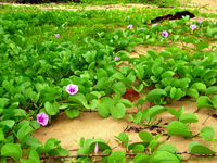 154_5463.JPG(3161198 bytes) -- Canon-Canon PowerShot G3,  2004:12:23 00:23:36,  [2272 x 1704],  fl=N,  f=11.2mm  (35mm equivalent: 57mm),  exptime=0.017 s  (1/60),  f/4.0