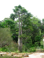 155_5578.JPG(2282371 bytes) -- Canon-Canon PowerShot G3,  2004:12:27 07:00:17,  [2272 x 1704],  fl=N,  f= 7.2mm  (35mm equivalent: 36mm),  exptime=0.0031 s  (1/320),  f/4.0