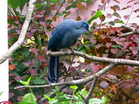 155_5580.JPG(1976052 bytes) -- Canon-Canon PowerShot G3,  2004:12:27 08:02:34,  [2272 x 1704],  fl=N,  f=28.8mm  (35mm equivalent: 146mm),  exptime=0.013 s  (1/80),  f/4.0