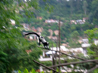 155_5591.JPG(1729408 bytes) -- Canon-Canon PowerShot G3,  2004:12:27 09:01:46,  [2272 x 1704],  fl=N,  f=28.8mm  (35mm equivalent: 146mm),  exptime=0.020 s  (1/50),  f/3.5