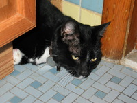 Canon PowerShot G3, 2005:01:22 13:20:52 -- 1/60 sec, f/2.5.  Flash, Auto, Red-Eye Reduce.2272x1704 Red-Eye Reduction (Auto).