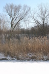 Canon EOS DIGITAL REBEL, 2005:01:30 12:03:04 -- 1/200 sec, f/8.0.  No Flash.2048x3072 Off.