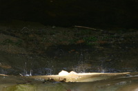 Canon EOS DIGITAL REBEL, 2005:04:17 11:07:46 -- 0.8 sec, f/25.0.  No Flash.3072x2048 Off.