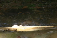 Canon EOS DIGITAL REBEL, 2005:04:17 11:08:29 -- 0.8 sec, f/25.0.  No Flash.3072x2048 Off.